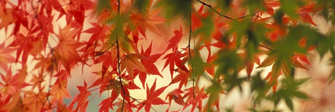 Autumn leaves